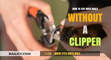 Trimming Dog Nails: Clippers Not Needed