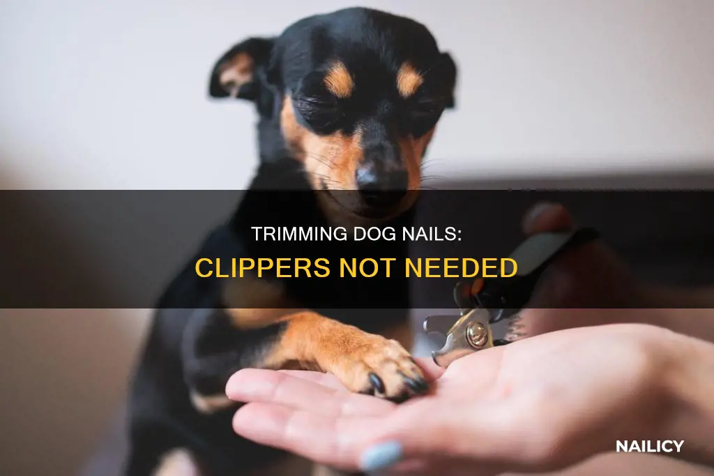 Image showcasing Trimming Dog Nails: Clippers Not Needed | Nailicy