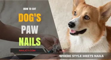 Trimming Your Dog's Paw Nails: A Step-by-Step Guide