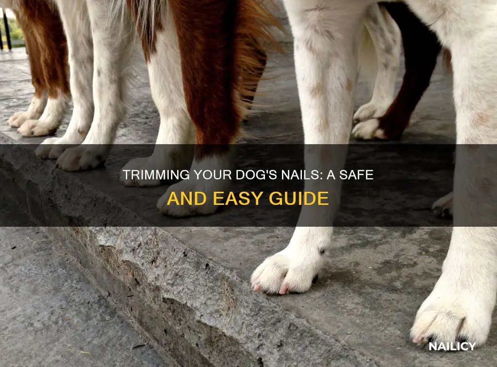 how to cut dog