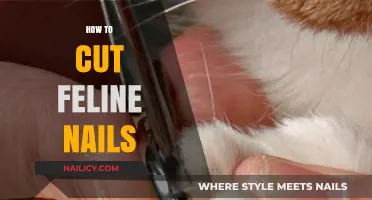 Trimming Your Cat's Nails: A Step-by-Step Guide