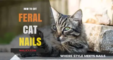 Trimming Feral Cat Nails: A Step-by-Step Guide