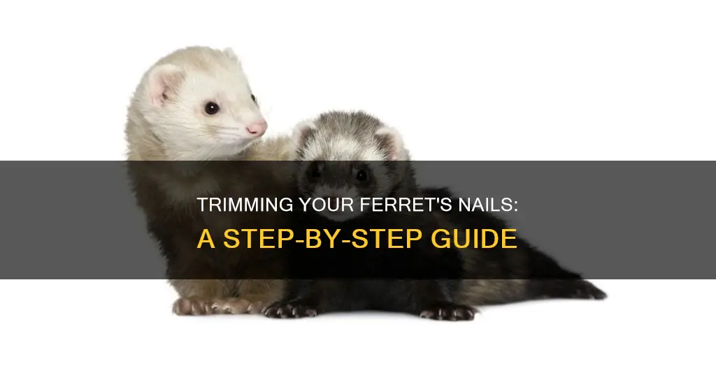 how to cut ferret nails