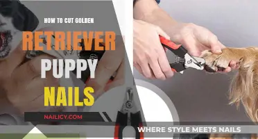 Golden Retriever Puppy Nail Care: A Step-by-Step Guide