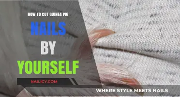 Trimming Your Guinea Pig's Nails: A DIY Guide