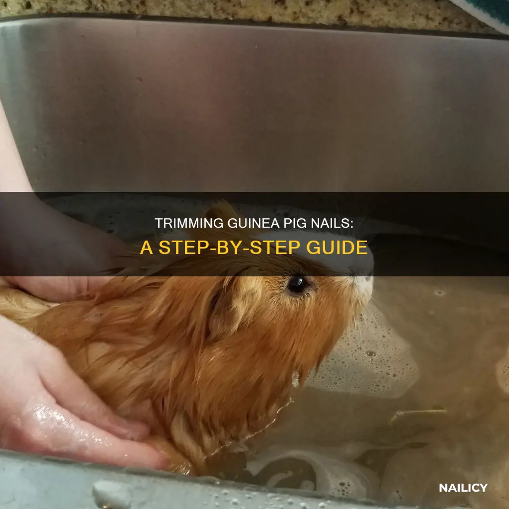 how to cut guinea pig nails long
