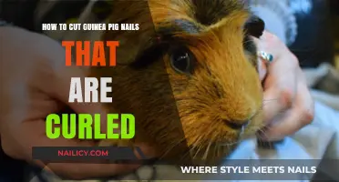 Trimming Curled Nails: A Safe Guide for Guinea Pig Owners
