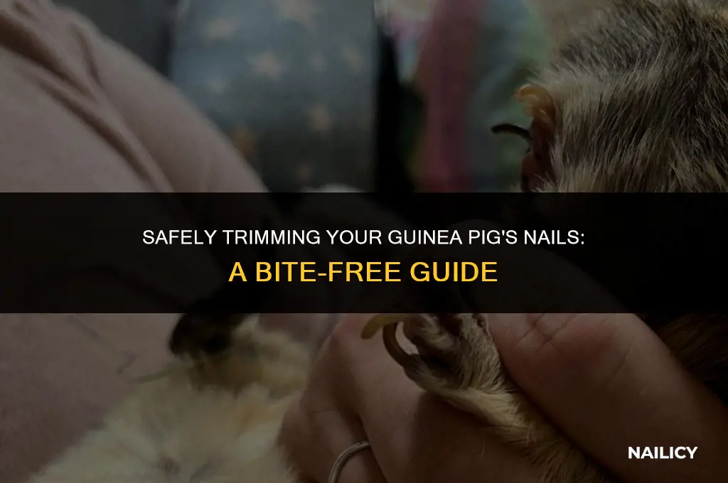 how to cut guinea pig nails without getting bit