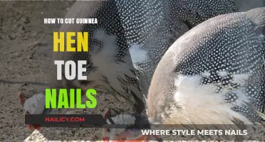 Trimming Your Guinea Hen's Talons: A Step-by-Step Guide