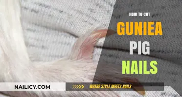 Trimming Your Guinea Pig's Nails: A Step-by-Step Guide