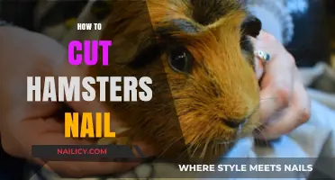 Trimming Your Hamster's Nails: A Step-by-Step Guide
