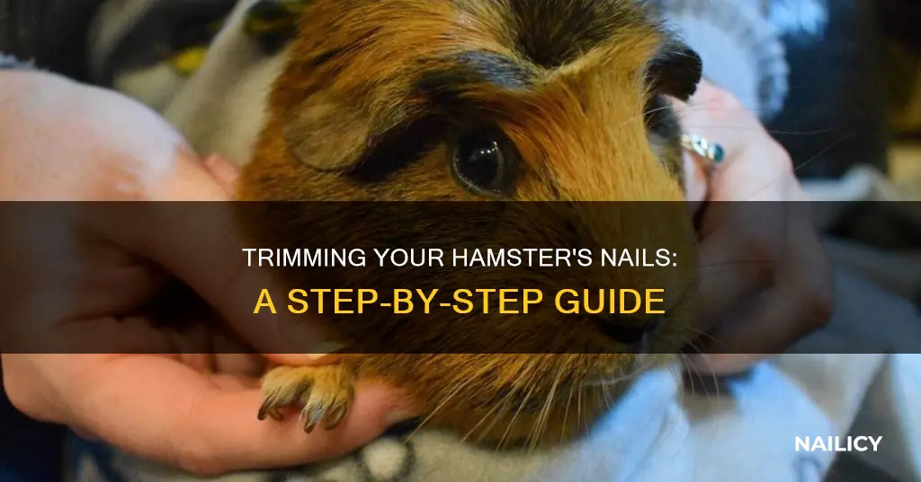 how to cut hamsters nail