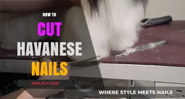 Trimming Your Havanese's Nails: A Step-by-Step Guide