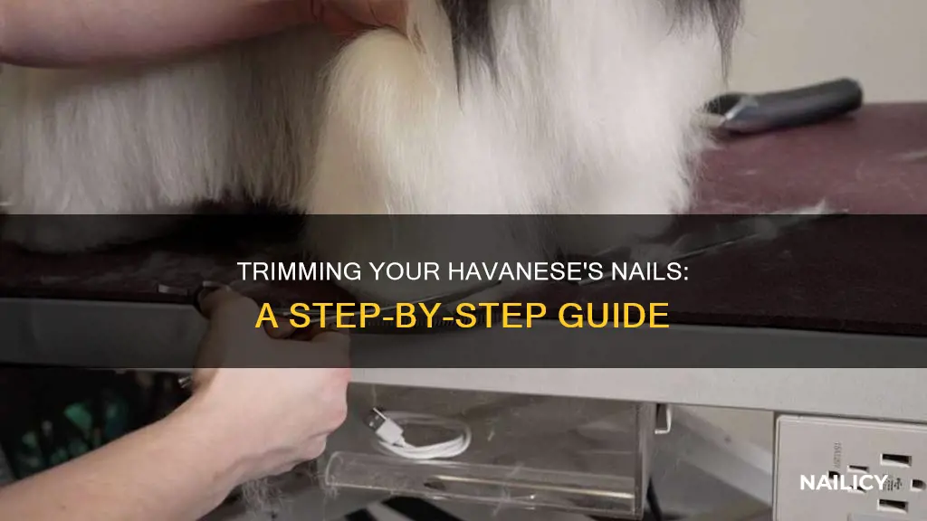 how to cut havanese nails