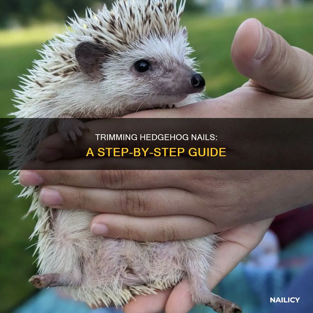 how to cut hedgehog nails