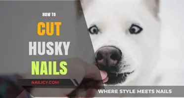 Trimming Your Husky's Nails: A Step-by-Step Guide