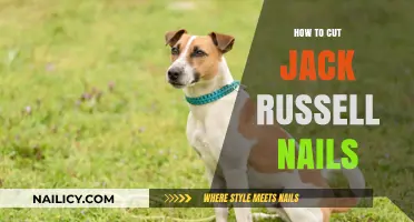 Trimming Your Jack Russell's Nails: A Step-by-Step Guide