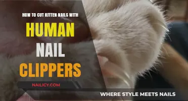 Trimming Kitten Nails: Using Human Clippers Safely