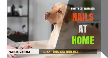 Trimming Your Labrador's Nails: A Simple Guide for Home