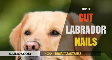 Trimming Your Lab's Nails: A Step-by-Step Guide