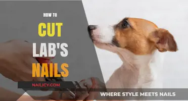 Trimming Your Lab's Nails: A Step-by-Step Guide