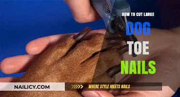 Trimming Your Large Dog's Nails: A Step-by-Step Guide