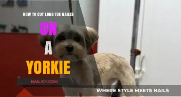 Trimming Your Yorkie's Long Toenails: A Step-by-Step Guide