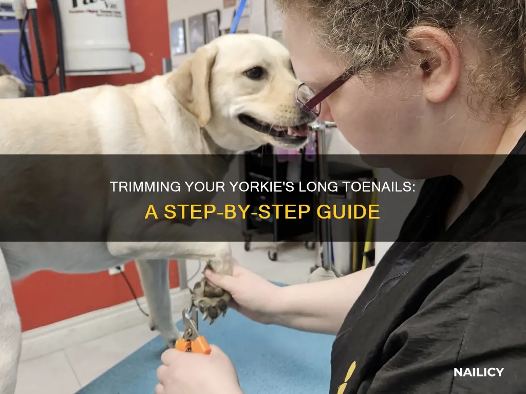 how to cut long toe nailes on a yorkie