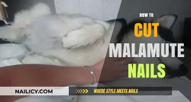 Trimming Your Malamute's Nails: A Step-by-Step Guide