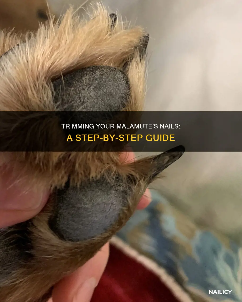 how to cut malamutes nails