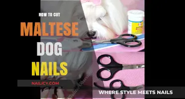 Trimming Nails: A Guide for Maltese Dogs