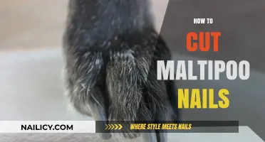 Trimming Your Maltipoo's Nails: A Step-by-Step Guide