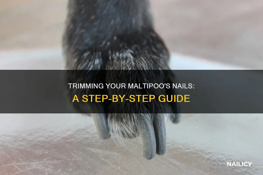 how to cut maltipoo nails