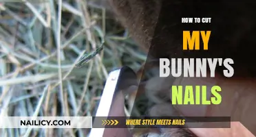 Trimming Your Bunny's Nails: A Step-by-Step Guide