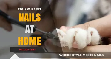 Trimming Cat Claws: DIY Nail Cutting at Home