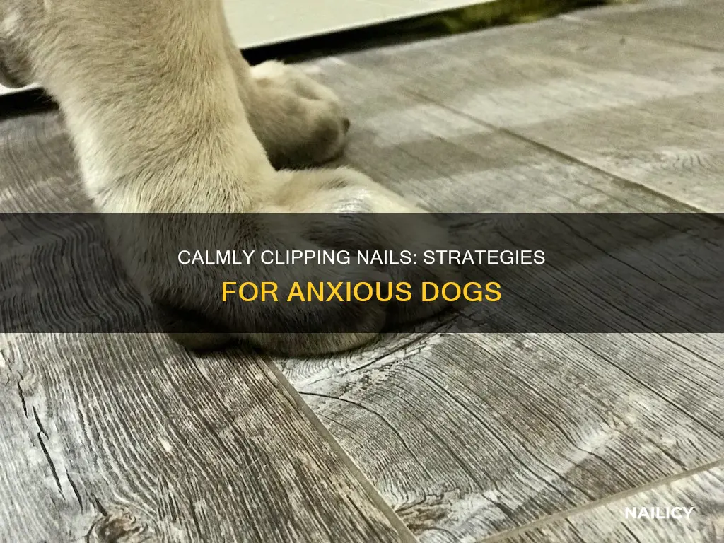 how to cut my dog