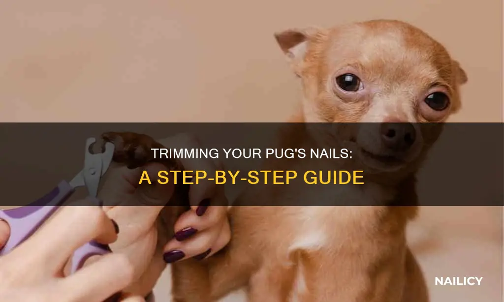 how to cut my pugs nails
