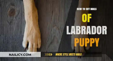 Trimming Your Labrador Puppy's Nails: A Step-by-Step Guide