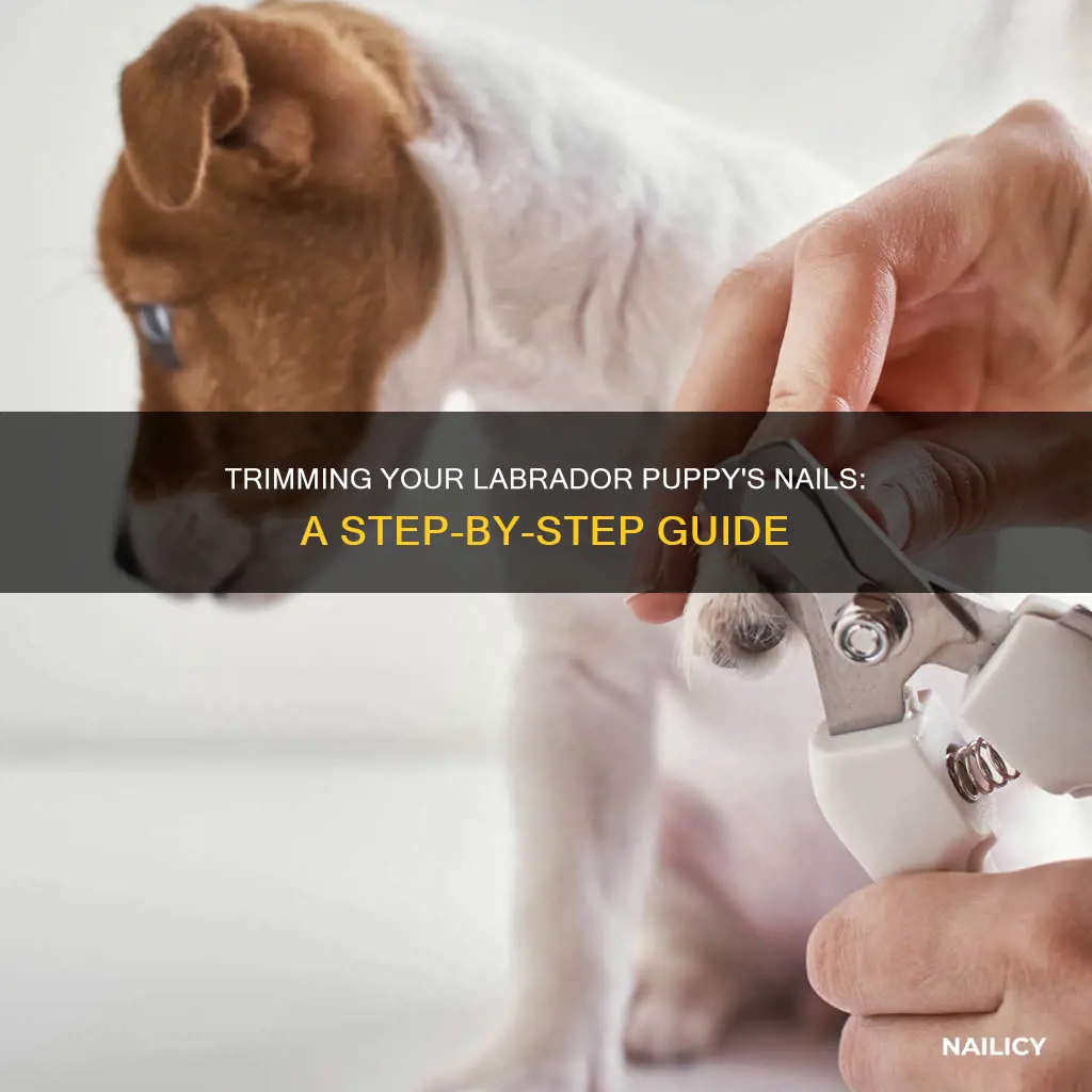 how to cut nails of labrador puppy