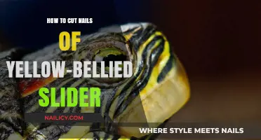 Trimming Nails: A Safe Guide for Yellow-Bellied Sliders