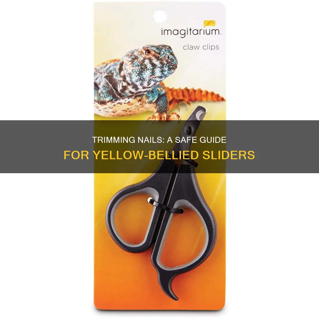 how to cut nails of yellow-bellied slider