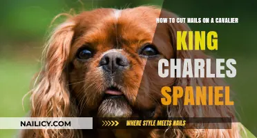 Trimming Nails on Cavalier King Charles Spaniels: A Guide
