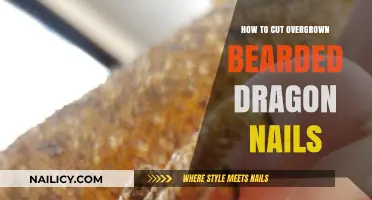 Trimming Your Bearded Dragon's Nails: A Step-by-Step Guide