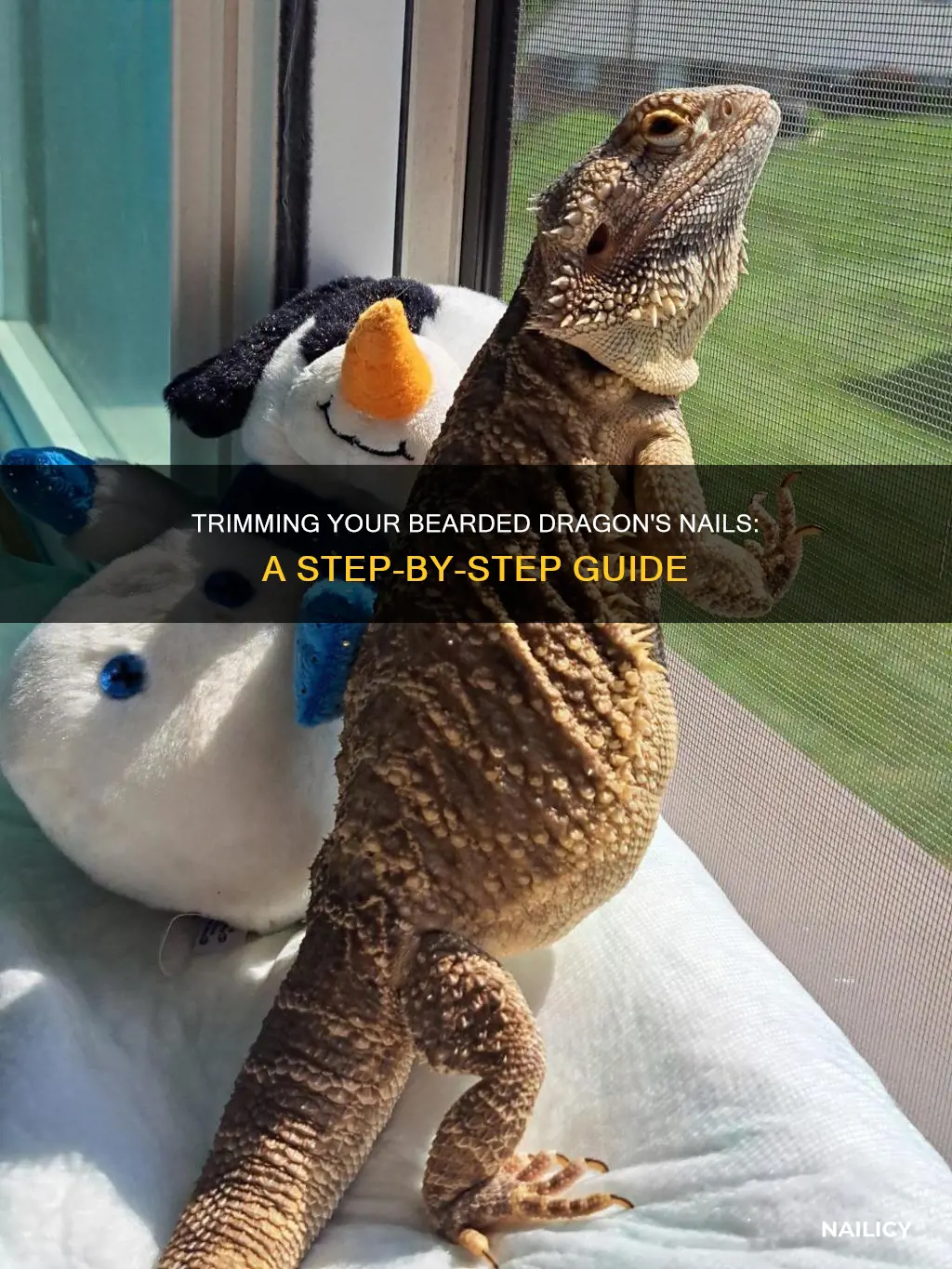 how to cut overgrown bearded dragon nails