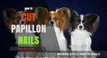 Trimming Nails for Your Papillon: A Quick Guide