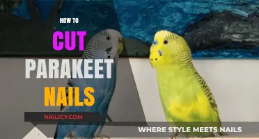 Trimming Your Parakeet's Nails: A Step-by-Step Guide