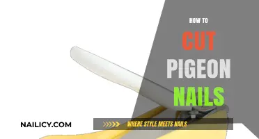 Trimming Pigeon Nails: A Step-by-Step Guide