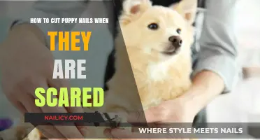 Calmly Clipping Puppy Nails: Strategies for Scared Dogs