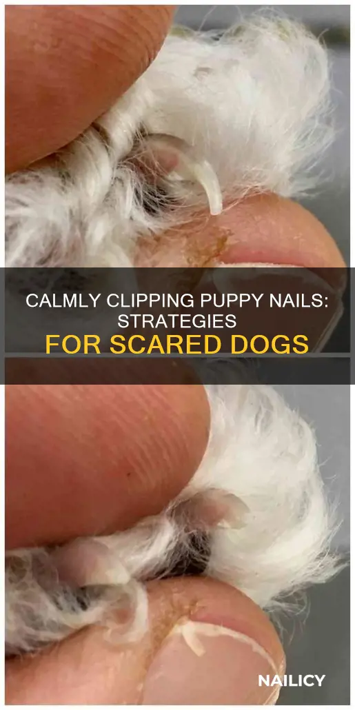how to cut puppy nails when they are scared