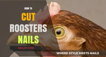 Trimming Rooster Nails: A Step-by-Step Guide